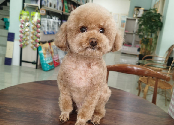 貝丁寵物醫(yī)院與日用雜品銷(xiāo)售點(diǎn)地址信息